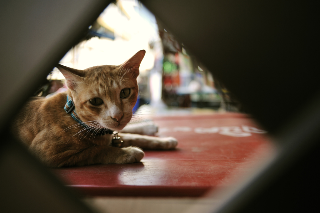 thai cat