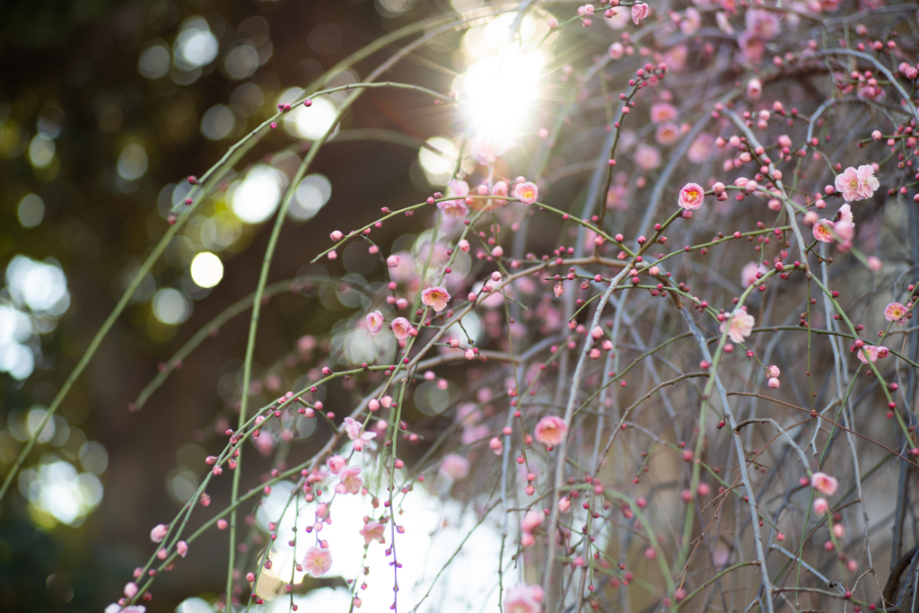 spring for tokyoites 2024