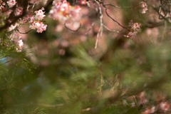 spring for tokyoites 2026