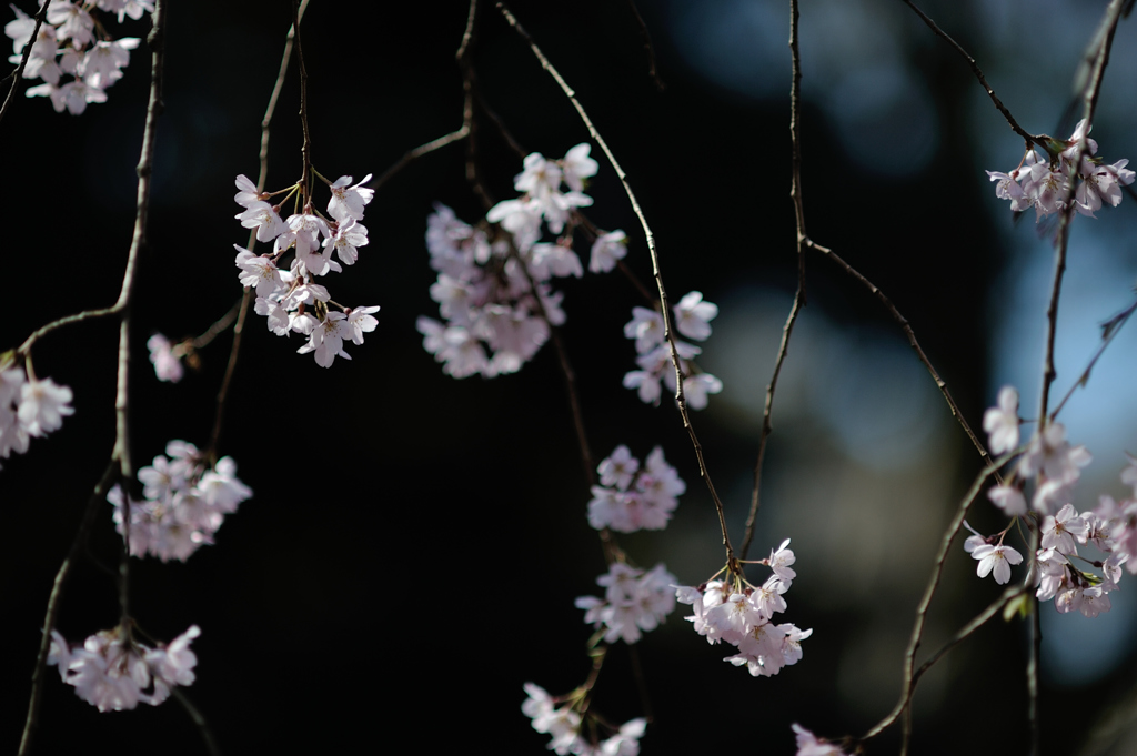 spring for tokyoites 2019