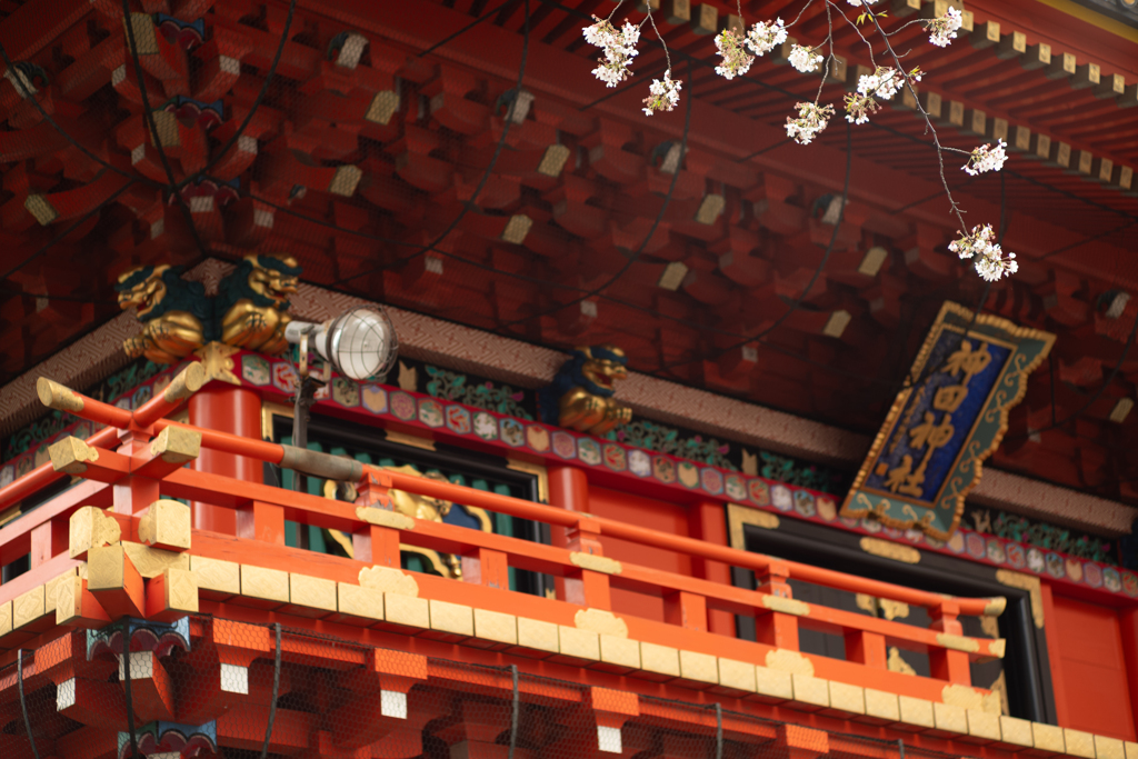 spring for tokyoites 2025