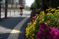 路上の花