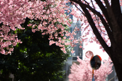 spring for tokyoites 2026