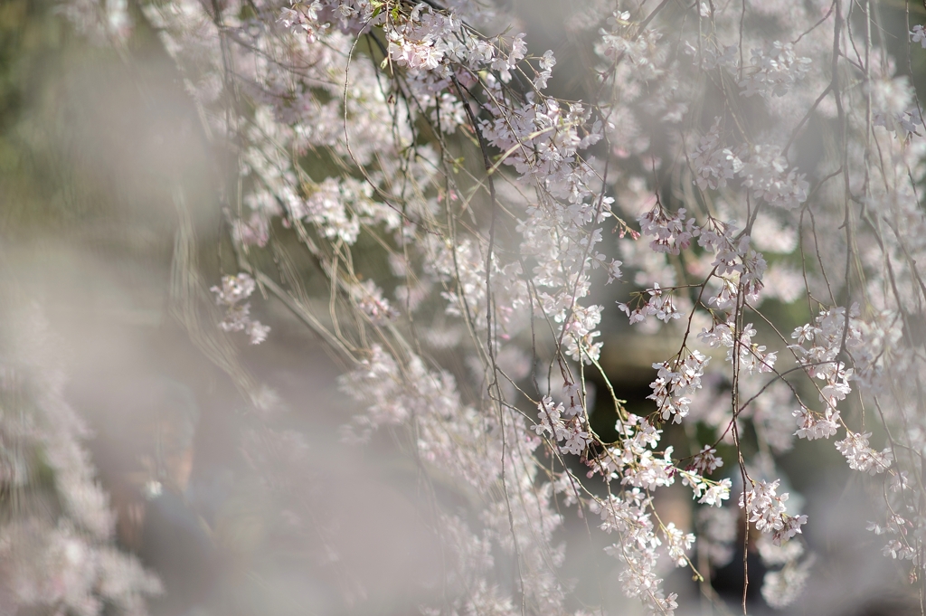 spring for  tokyoites 2020