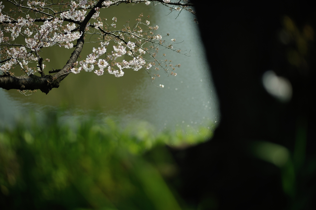 spring for tokyoites