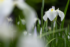 卯辰山の菖蒲園で