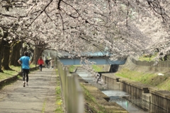 spring for tokyoites 2022