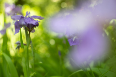 purple flower