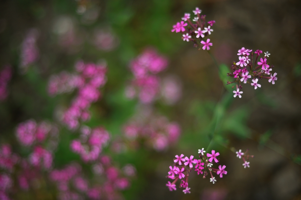 古里の花