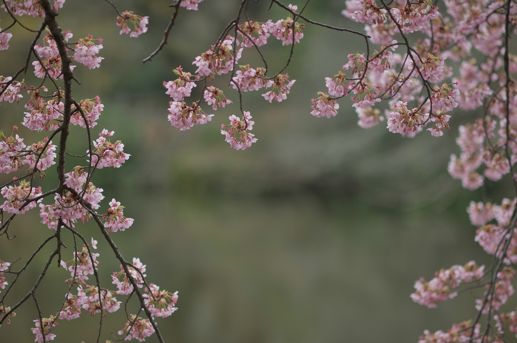 spring for tokyoites 2018