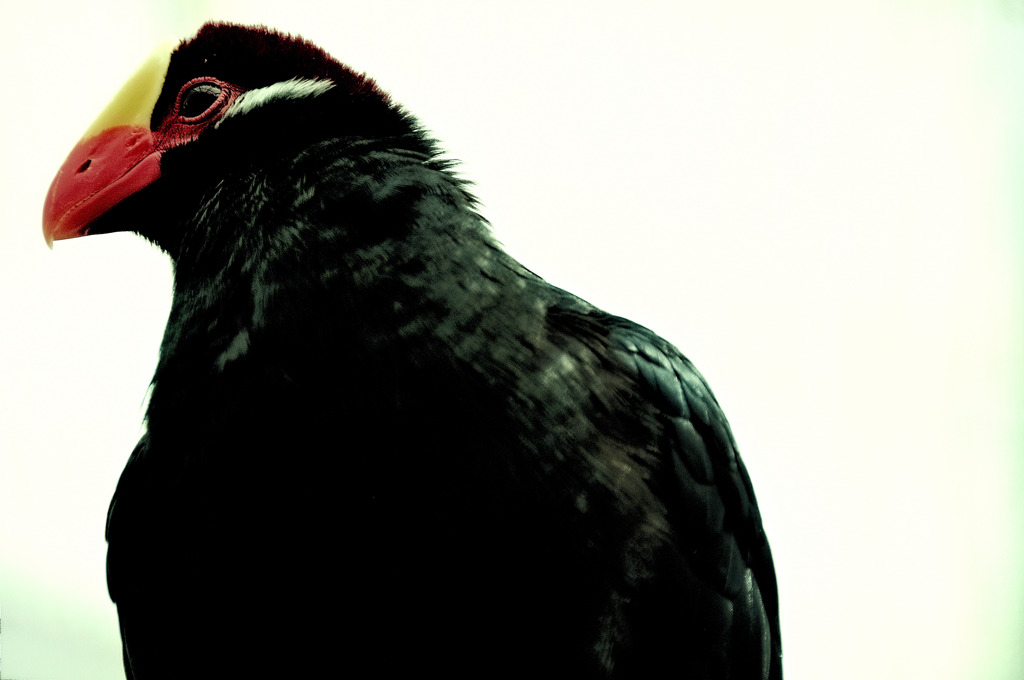 a bird