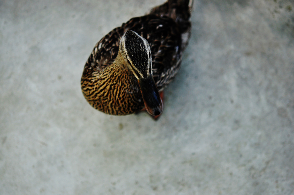 Mallard
