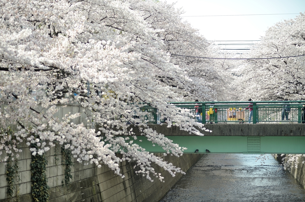 spring for tokyoites 2018