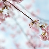spring for tokyoites 2020