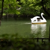 井の頭公園にて