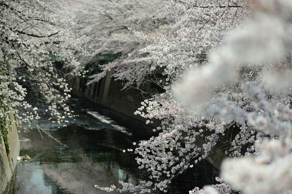 spring for tokyoites 2018