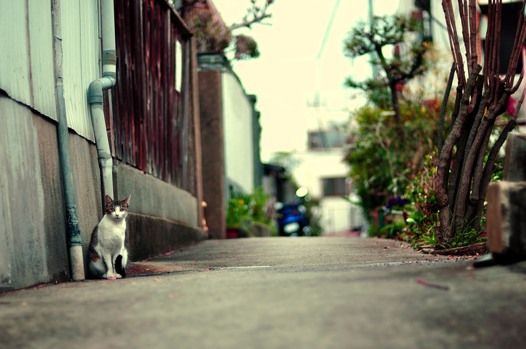 レイチェルの猫を探して