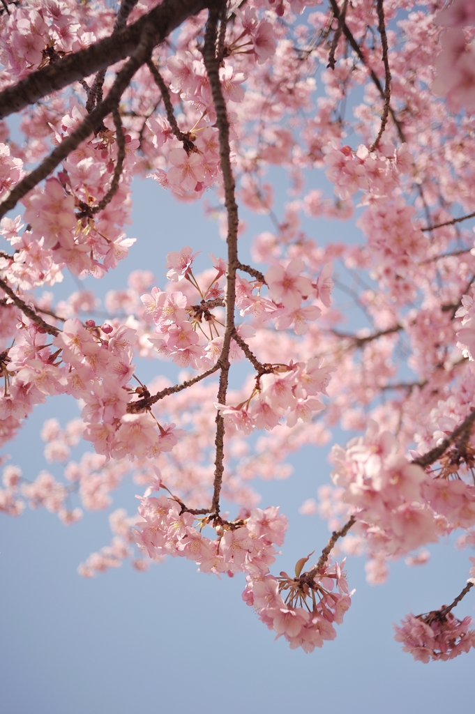 spring for tokyoites 2022
