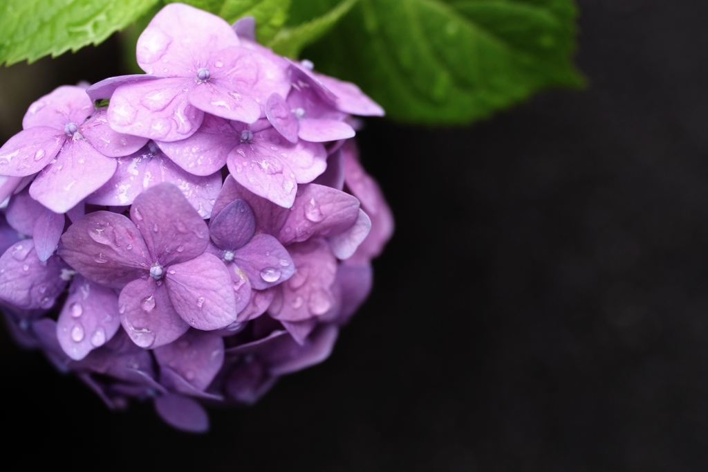 雨あがり