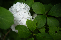 紫陽花の季節