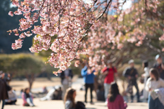 spring for tokyoites 2026