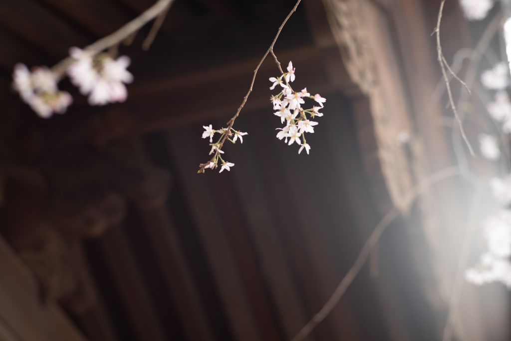 spring for tokyoites 2025