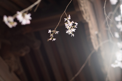 spring for tokyoites 2025