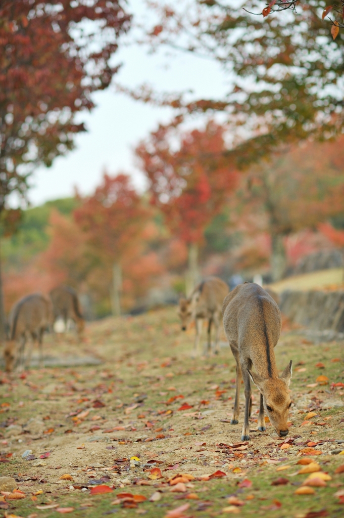 good morning deers!