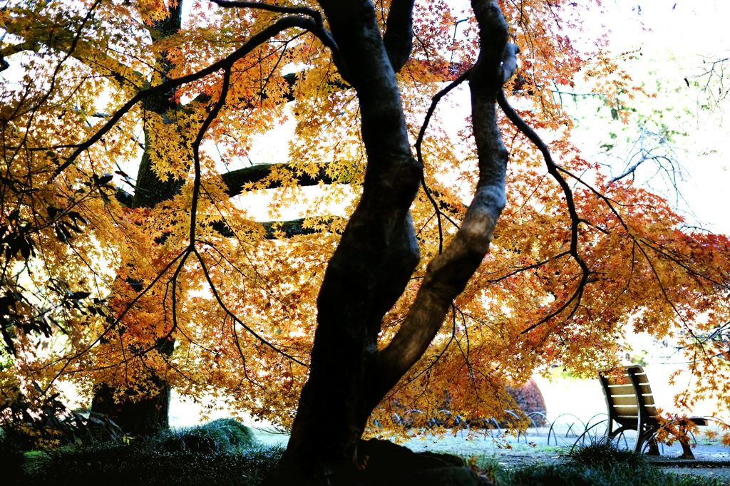 東京紅葉日和