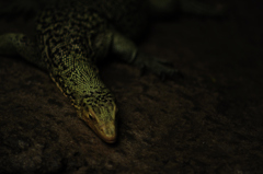 varanus melinus