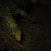varanus melinus