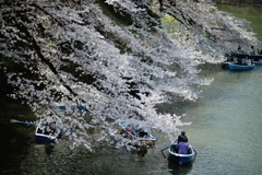 spring for tokyoites