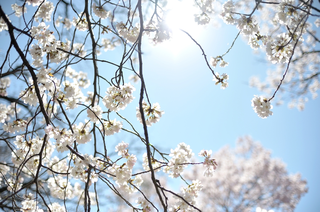spring for tokyoites 2020