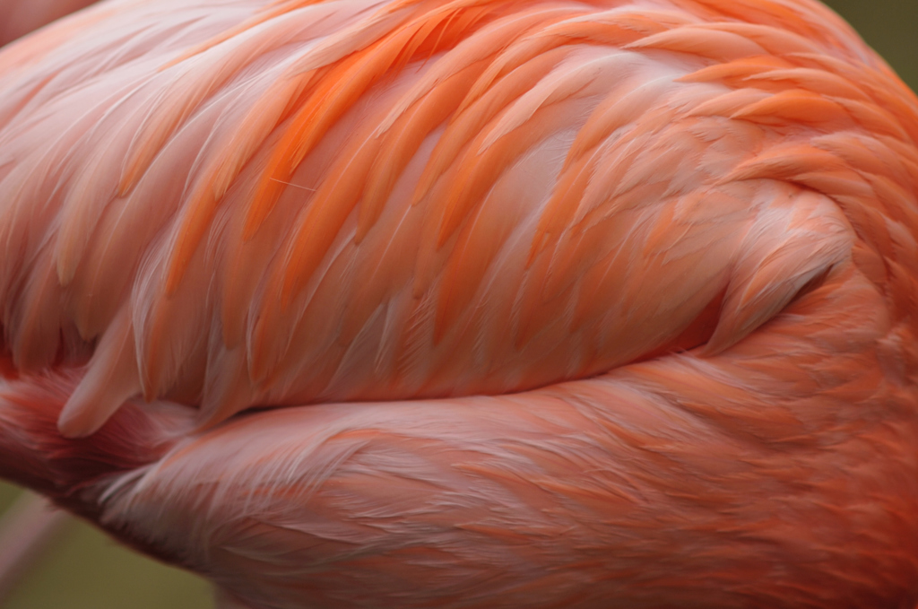 caribbean flamingo