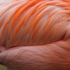caribbean flamingo