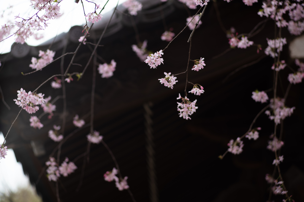 spring for tokyoites 2024