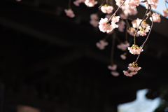 spring for tokyoites 2026