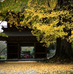 autumn for tokyoites 2023