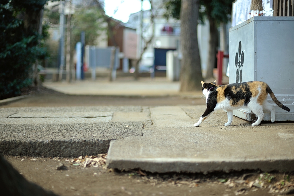 中野猫もよう