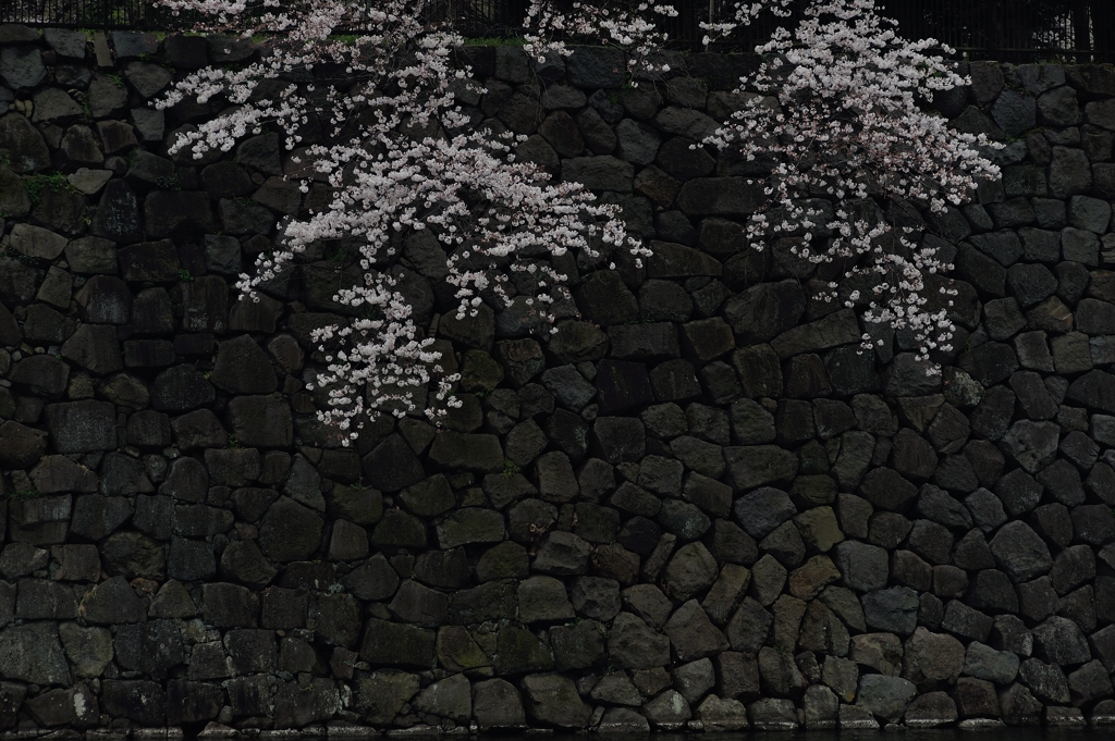 spring for tokyoites