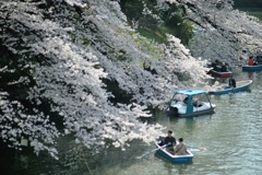 spring for tokyoites 2019