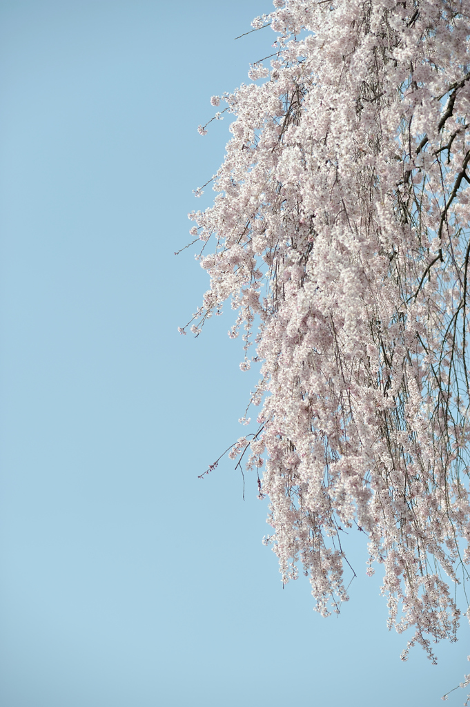 梅岩寺の枝垂桜