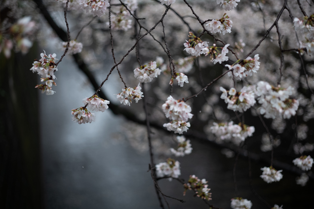 spring for tokyoites 2023