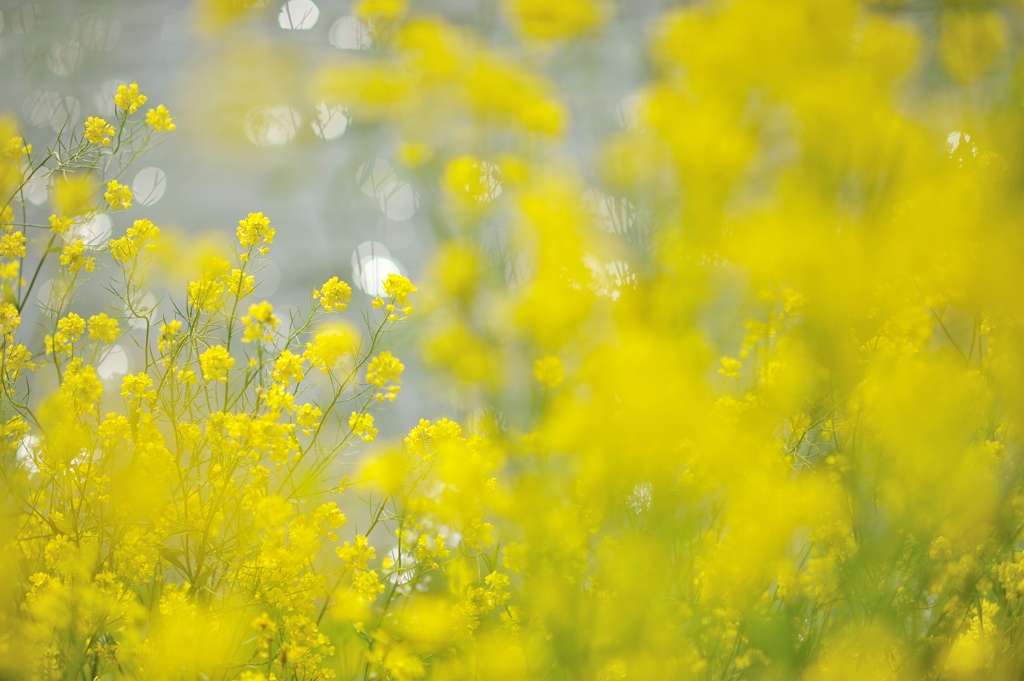 spring for tokyoites 2020