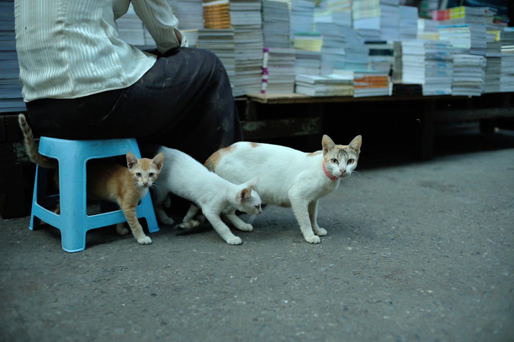 yangon cats