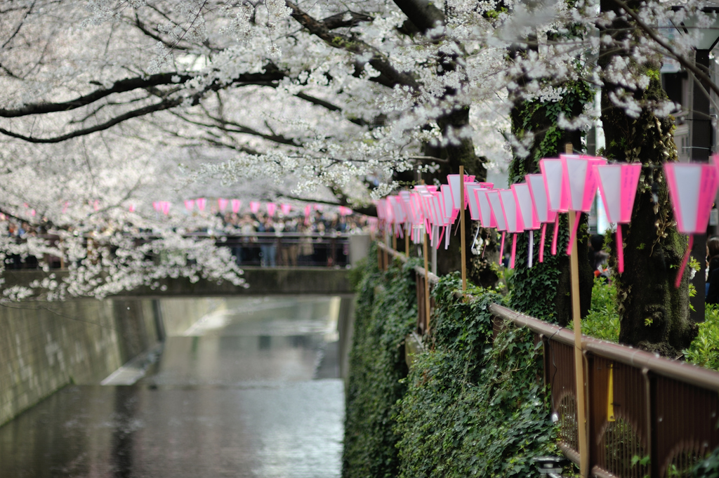 spring for tokyoites 2019