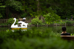 swanboat