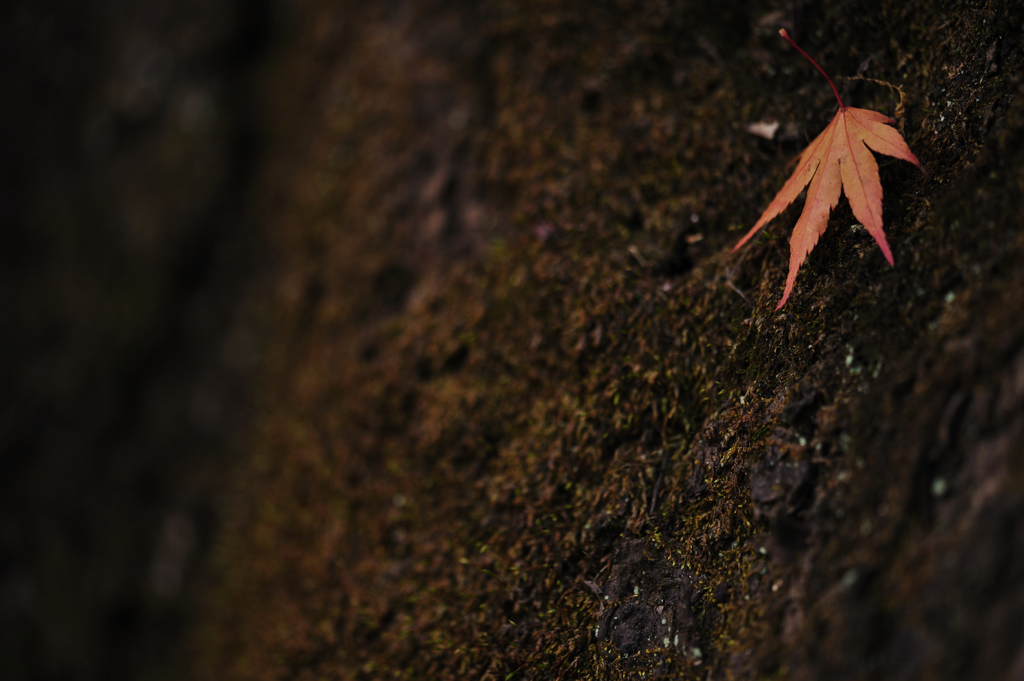 a rock climber