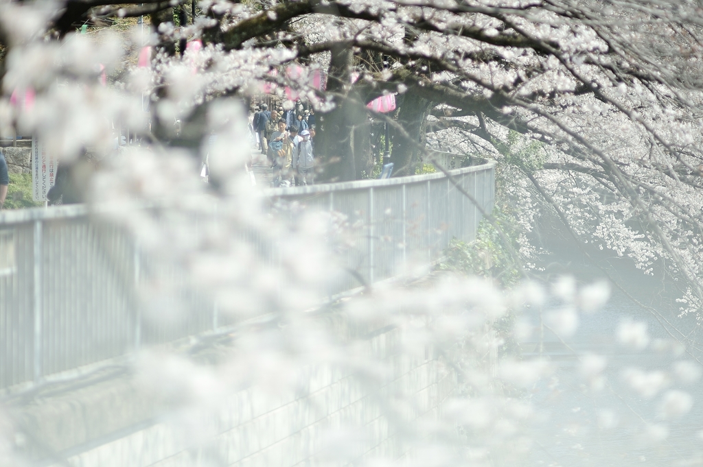 spring for tokyoites 2019