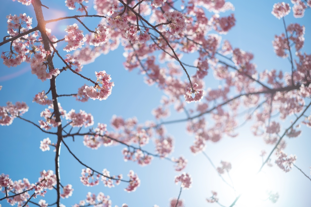 spring for tokyoites 2024